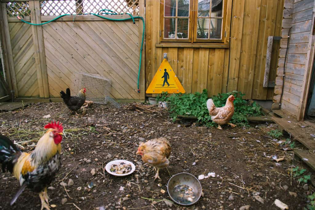 cat watching chicken