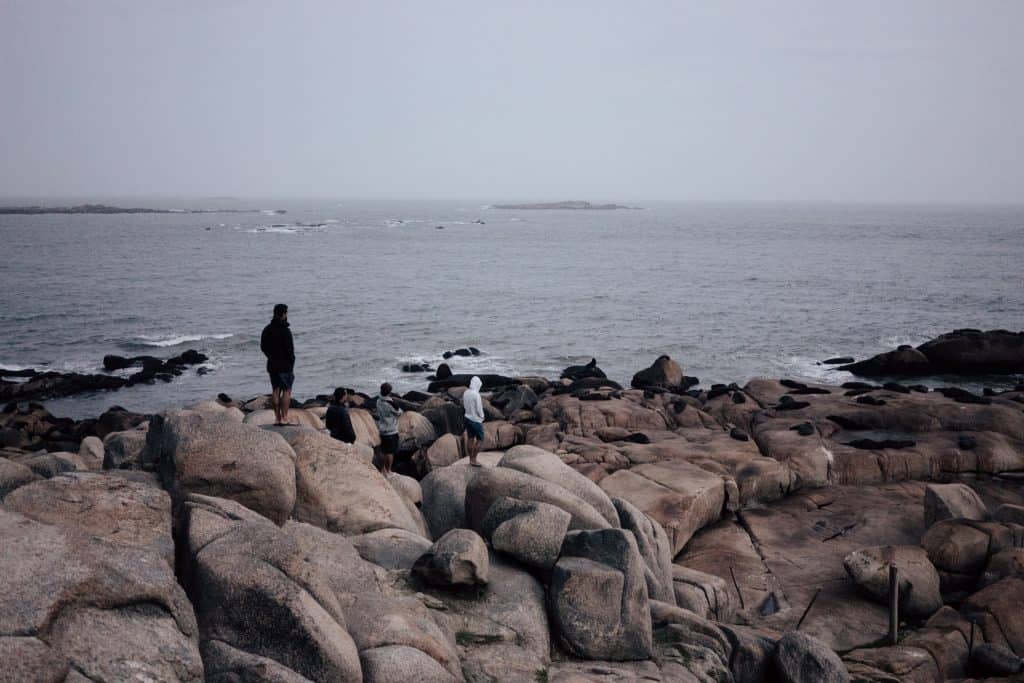 4 men look out into the distance at a rock populated with sea lions