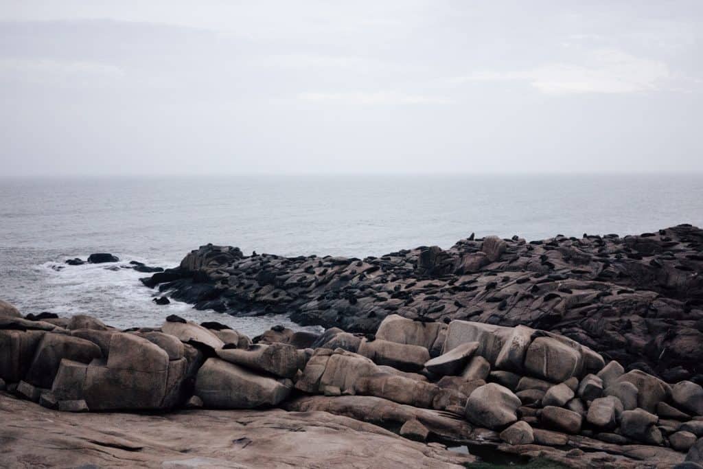 rocks covered with sea lions