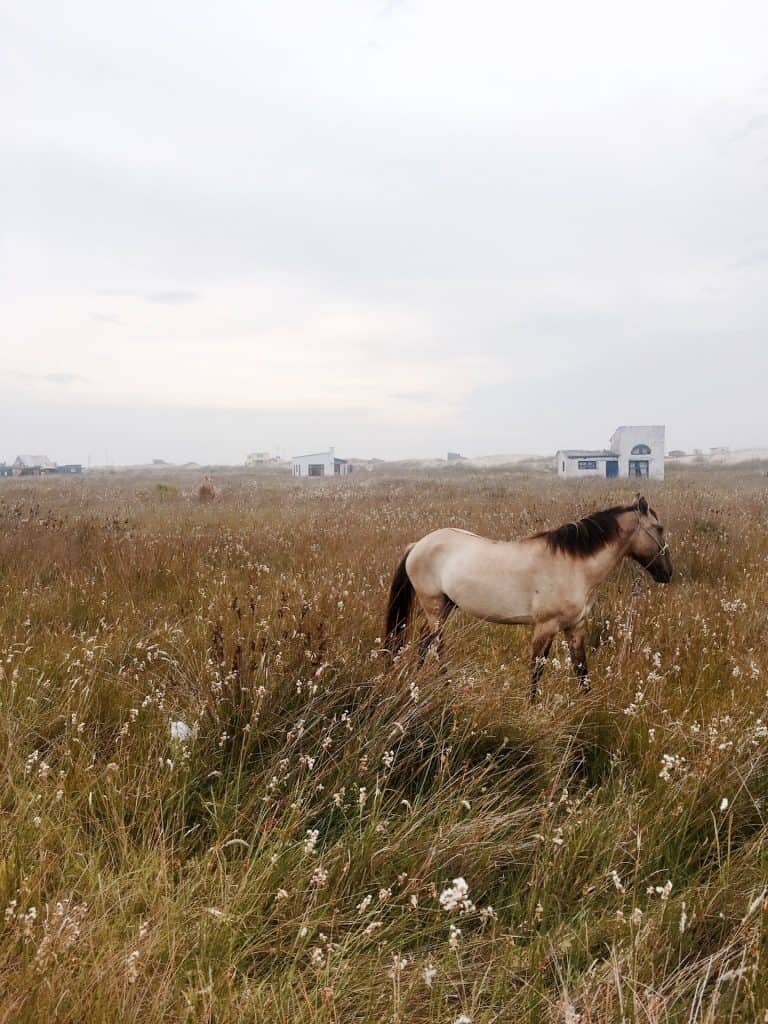 Horse in field of cabo polonio