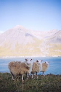 Three sheep standing in the grass with a mountain in the back