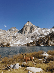 Deer in front of Rae Lakes