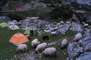 Sheep are roaming through the campsite