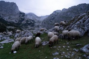 Sheep at dusk in montenegro