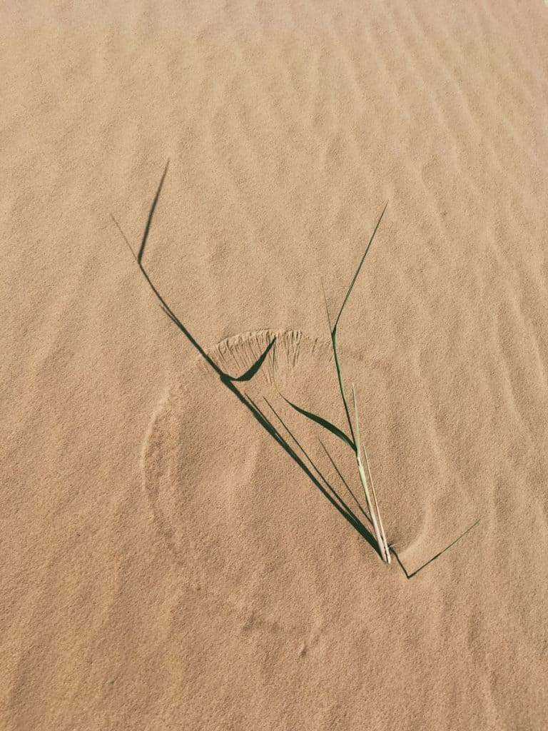 A grass draws a circle around it mimicking a sundial