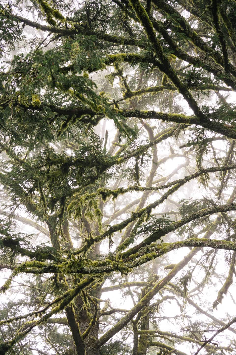 Moss covered trees in Californias Dipsea Trail