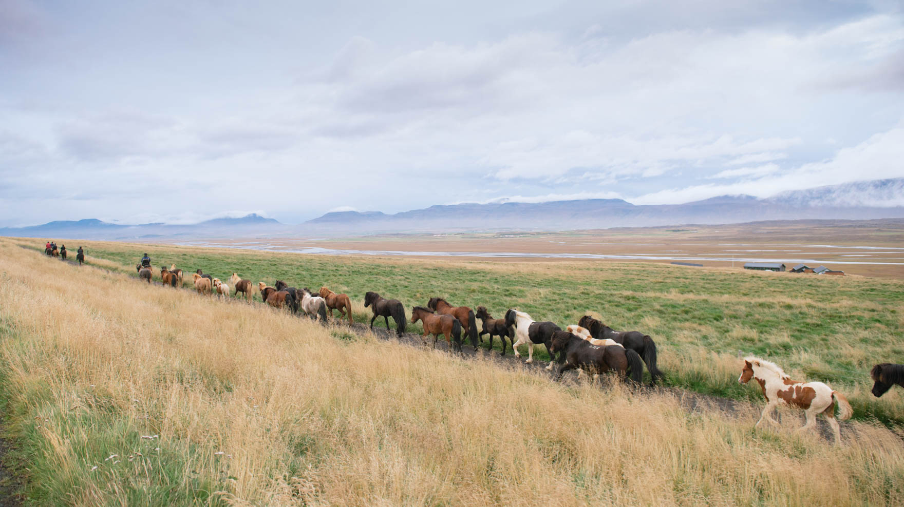 A long line of horses run in Iceland's pastel backdrop