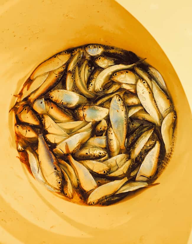 Fish sit in the bottom of a yellow bucket