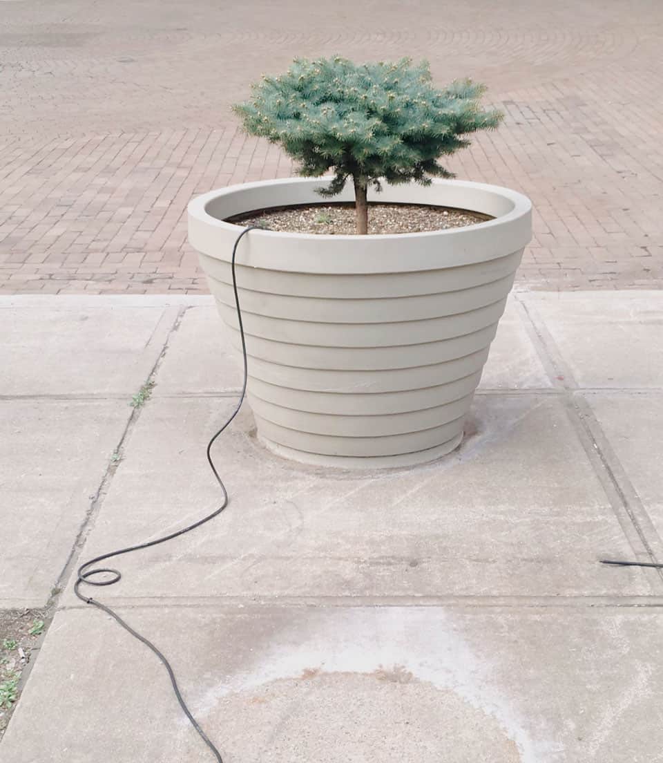 A young tree in a pot seems connected to an electrical wire